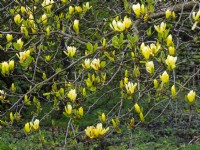 Magnolia 'Yellow Lantern' April Norfolk