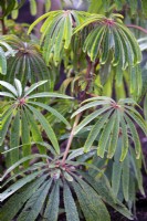 Begonia luxurians, palm leaf begonia. August.