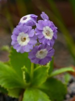 Primula auricula 'Lime time' early April   Norfolk