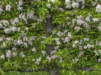 Malus domestica  Bramley blossom Norfolk May
