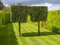 Carpinus hornbeam hedge with arch Green Court garden at East Ruston Old Vicarage, Norfolk April