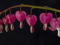 Bleeding heart Plant Lamprocapnos spectabilis Norfolk April early may