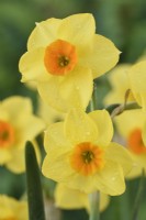 Narcissus  'Martinette'  Daffodil  Div. 8  Tazetta  April

