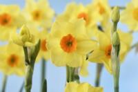Narcissus  'Martinette'  Daffodil  Div. 8  Tazetta  Flower and buds  April
