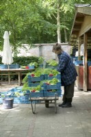 Volunteer working in the shop with crates filled with fresh vegetables.
