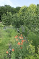 Herb border with poppies and bench.