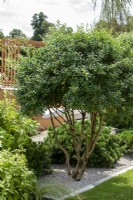 Multistem Osmanthus x burkwoodii underplanted with Pinus mugo 'Mops' - The Viking Friluftsliv Garden - RHS Hampton Court Festival 2021