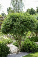 Multistem Osmanthus x burkwoodii underplanted with Pinus mugo 'Mops' - The Viking Friluftsliv Garden - RHS Hampton Court Festival 2021