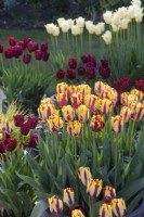 Pots of Tulipa 'Helmar' - April