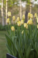 Container with Tulipa 'World Friendship' - April