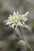 Leontopodium alpinum - June