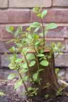 Salix caprea showing regrowth from cut stump - July