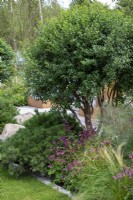 Multistem Osmanthus x burkwoodii underplanted with Pinus mugo 'Mops', Astrantia major 'Abbey Road', Salvia and Nessella tenuissima - The Viking Friluftsliv Garden - RHS Hampton Court Festival 2021