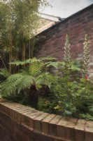 Raised brick bed in shady passageway with Dicksonia antarctica, Tetrapanax papyrifer and Acanthus hungaricus 'White Lips' - August