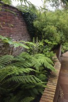 Raised brick bed in shady passageway with Dicksonia antarctica, Tetrapanax papyrifer, Fatsia japonica and Acanthus hungaricus 'White Lips' - August