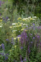 Mixed planting of Achillea 'Credo', Salvia 'Amethyst' and Catananche caerulea in the Iconic Horticultural Hero Garden by Tom Stuart-Smith - RHS Hampton Court Palace Festival 2021
