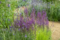 Salvia 'Amethyst' with Catananche caerulea, Sesleria autumnalis and Agastache 'Black Adder' - Iconic Horticultural Hero Garden by Tom Stuart-Smith - RHS Hampton Court Palace Festival 2021