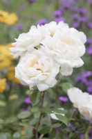 Patio Shrub Rose 'White Patio' - August
