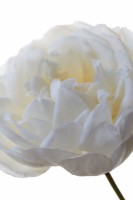 Patio Shrub Rose 'White Patio' on plain background - August
