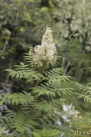 Sorbaria sorbifolia 'Sem' flower spike - July