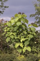 Catalpa bignonioides growing in border -  Indian bean tree, July