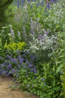 Elaeagnus 'Quicksilver' underplanted with Nepeta 'Summer Magic', Geranium and Bupleurum ranunculoides - Iconic Horticultural Hero Garden by Tom Stuart-Smith - RHS Hampton Court Palace Festival 2021