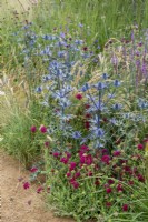 Eryngium zabelii 'Big Blue' with Knautia macedonica - Iconic Horticultural Hero Garden by Tom Stuart-Smith - RHS Hampton Court Palace Festival 2021