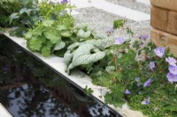 View of the planting by the narrow rill in The Communication Garden which includes Brunnera macrophylla 'Jack Frost', Geranium wallichianum 'Azure Rush' and Soleirolia soleirolii- Designer: Amelia Bouquet - Sponsors: London Stone, Practicality Brown, Urbis Design -