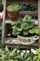 View of a rustic wooden step ladder with beltran strawberries planted in a vintage pot in the Down Memory Lane Garden - Designer and Sponsor: The Blue Diamond Design Team 