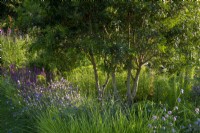 Multistem Pistacia lentiscus in a border with Scabiosa columbaria, Seslaria autumnalis and Agastache 'Black Adder' -  Iconic Horticultural Hero Garden by Tom Stuart-Smith - RHS Hampton Court Palace Festival 2021