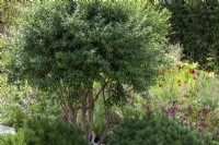 Osmanthus x burkwoodii underplanted with Pinus mugo 'Mops' - The Viking Friluftsliv Garden - RHS Hampton Court Festival 2021