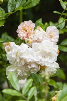 Rosa 'Gardenia'. Rambler.