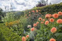 Orange Dahlias `Sylvia' and 'David Howard' with perennials in late summer border