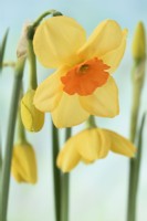 Narcissus  'Kedron'  Daffodil  Div. 7  Jonquilla  April
