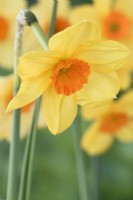 Narcissus  'Kedron'  Daffodil  Div. 7  Jonquilla  April
