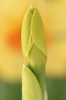 Narcissus  'Kedron'  Daffodil  Div. 7  Jonquilla  Flower bud  April