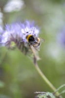 Bee on a Phacelia flower