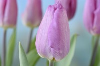 Tulipa  'Pink Prince'  Triumph Group  April
