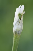Allium neapolitanum  Cowanii Group  Neapolitan garlic Cowanii Group  Flower bud starting to open  April