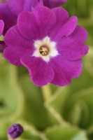 Primula x pubescens  'Boothman's Variety'  Auricula  April