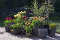 A group of grey pots with Tulipa 'Helmar', T. Mascara', T. World Friendship' and T. 'National Velvet' on patio - April
