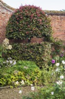 Fagus sylvatica 'Purpurea' topiary in late summer border 