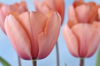 Tulipa  'Apricot Impression'  Tulip  Darwin Hybrid Group  April