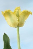 Tulipa  'Yellow Valery'  Tulip  Fringed Group  April