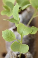 Brassica oleracea  Capitata Group  'Dutchman'  Cabbage  Seedlings grown in peat pellet showing seed leaves and first true leaves  April