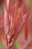 Photinia x fraseri 'Red Robin' Spring growth March

