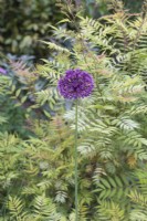 Allium 'Purple Sensation' with Sorbaria sorbifolia 'Sem' behind