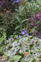 Mixed planting with Geum coccinium 'Borisii', Heuchera 'Green Spice' and Geranium himalayense 'Baby Blue' with Berberis and Euphorbia behind - May