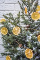 Dried orange slices decorations on snowy Christmas tree