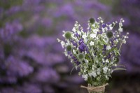 Omphalodes linifolia Little Snow White'', Echinops ritro, Lavender augustifolia 'Hidcote' arranged